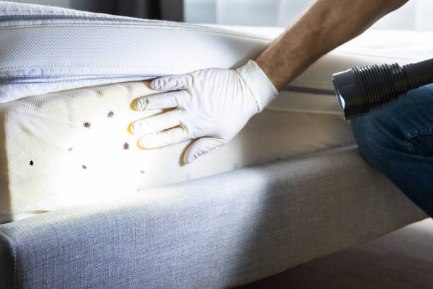 Best Pest Control for Restaurants  in Ruidoso Downs, NM